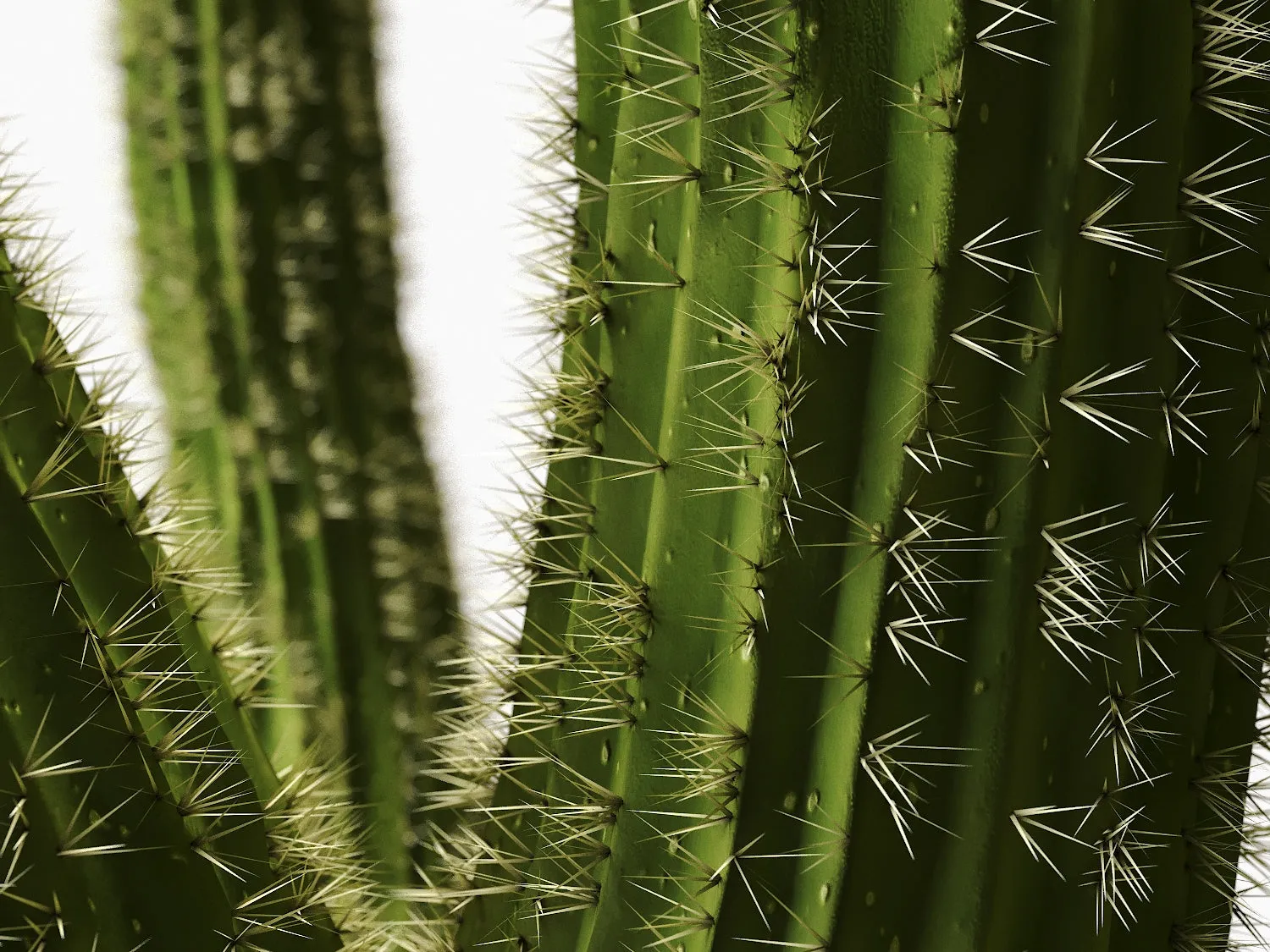 Cactus set