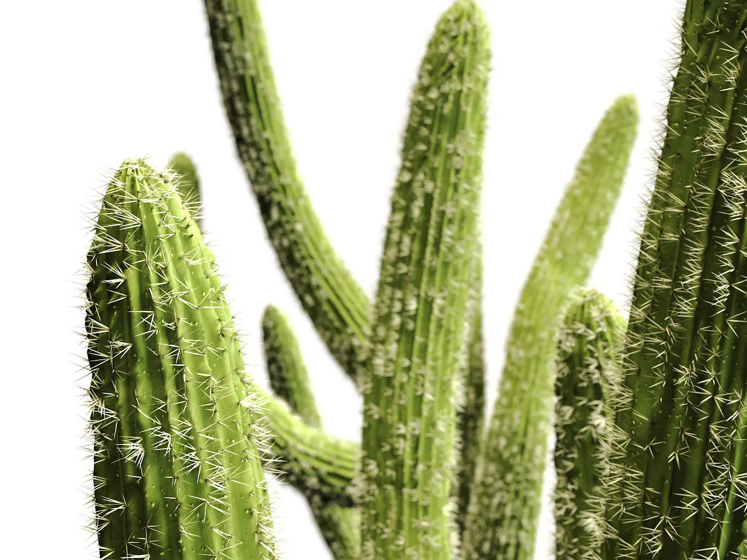 Cactus set