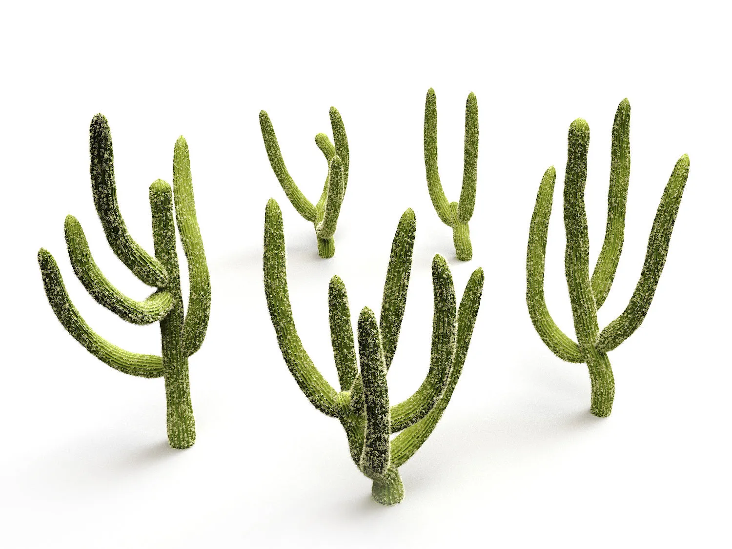 Cactus set
