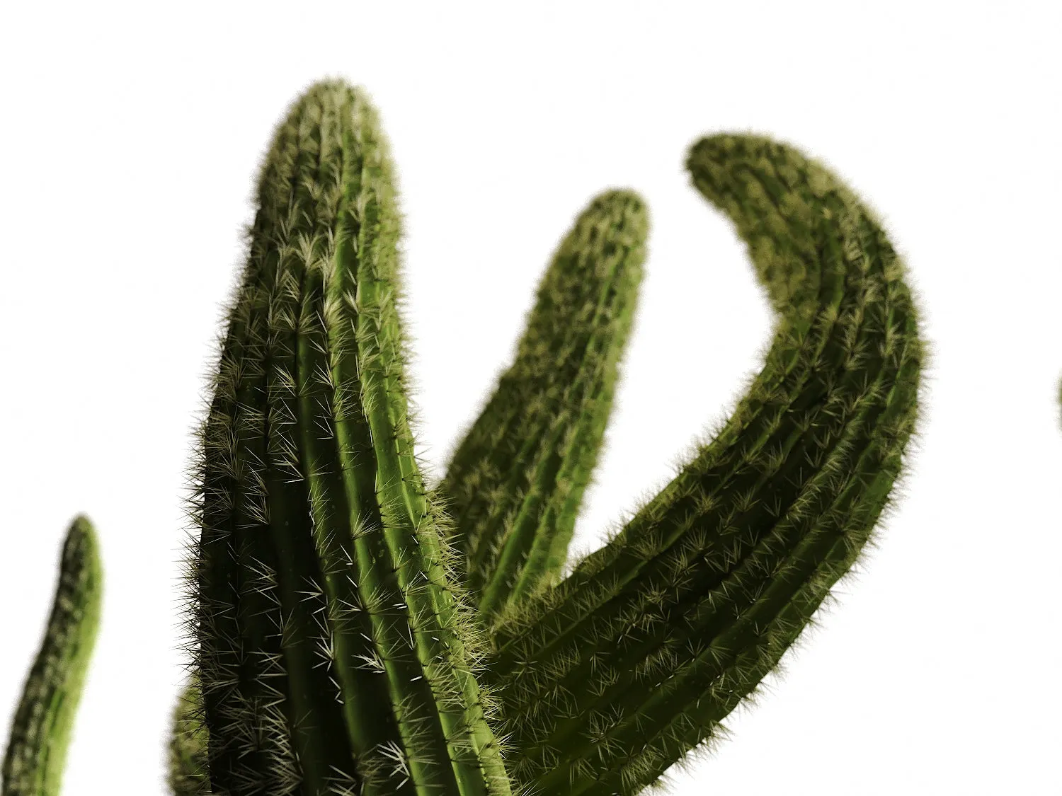 Cactus set