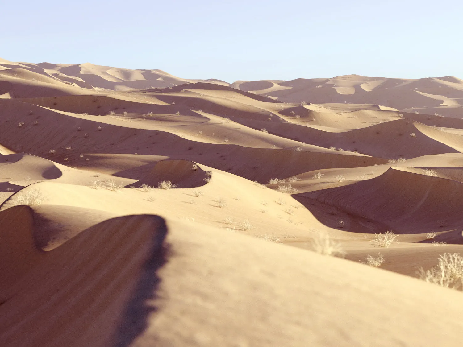 Lawrence Desert Pack
